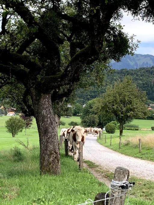 Petit cocon entre lac, golf et montagne proche d'Annecy- Séjour tout compris Giez Extérieur photo